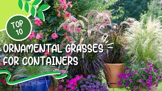 10 Best Ornamental Grasses for Containers 🌾 Great Grasses for Containers [upl. by Mera]