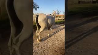 Lameness in horses [upl. by Annmarie439]