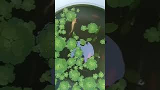 Fish pond  plz subscribe [upl. by Cupo]