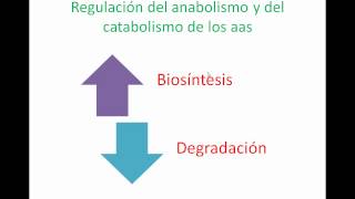 Síntesis y degradación de los aminoácidos 2 [upl. by Kennedy423]