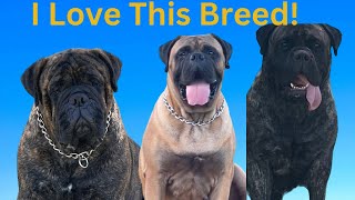 BullMastiffs Bullmastiffs BullMastiffs [upl. by Esyle268]