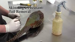 Flying Pheasant Complete Taxidermy Mounting course step by step  3 Skinning [upl. by Alicea]