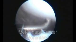 Rupture СС ligament and meniscus in a dog [upl. by Ahsena]