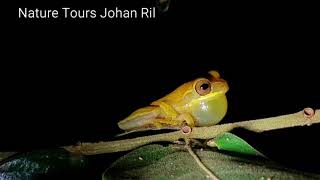 Yellow Treefrog Rana arboricola amarilla Dendropsophus microcephalus [upl. by Eelyah247]