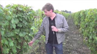 SOFRAPAR  ECOBIOS® VIGNE améliore la qualité de votre vendange [upl. by Ferrand]