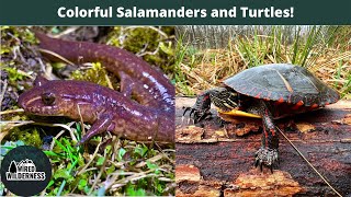 Colorful Salamanders and Turtles Red and Spring Salamanders in Western Maryland and West Virginia [upl. by Harned]