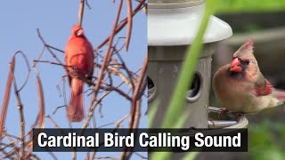 Cardinal Bird Calling Sound 2022 [upl. by Oretos189]