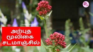 அற்புத மூலிகை சடமாஞ்சில்  Jatamansi Benefits in Tamil [upl. by Thetisa679]