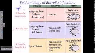 Borrelia sp [upl. by Carlotta]