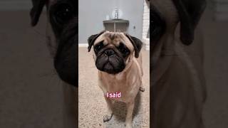 what did you say 😟 dog pug cute funny pets fyp shorts [upl. by Livingston]