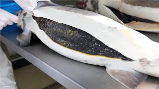 How Sturgeon Caviar Is Farmed and Processed  How it made Caviar  Sturgeon Caviar Farm [upl. by Telocin]