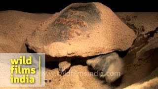 Olive Ridley Turtle laying eggs [upl. by Reeta]