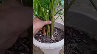 Areca palm propagation trending kitchengarden youtubeshorts [upl. by Annaeerb]