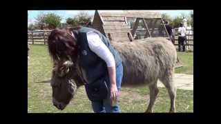 Radcliffe Donkey Sanctuary [upl. by Janenna461]