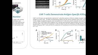 Development of an in vitro potency assay of immune effector cellmediated cytotoxicity and kinetics [upl. by Animrelliug]