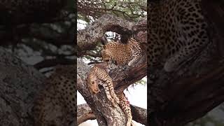 Nature’s Unexpected Twist Leopard Kills and Devours a Cheetah [upl. by Coy]