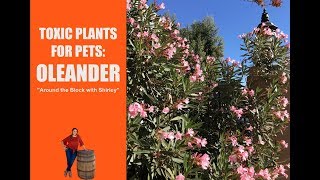 Oleander Plant  Toxic and Poisonous Plants for Pets EdenMakers [upl. by Goldwin]