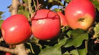 Como cultivar Manzana TvAgro por Juan Gonzalo Angel [upl. by Erehs]