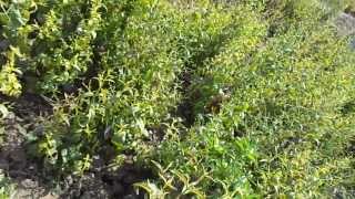 Kalmegh Andrographis paniculata Cultivation after 60 days India [upl. by Thomasin]