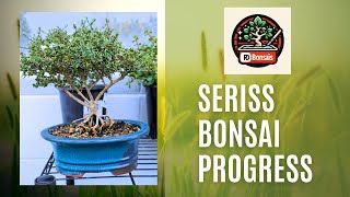 Serissa Bonsai Progress bonsai beautiful garden gardening plants how howto tutorial [upl. by Jeth]