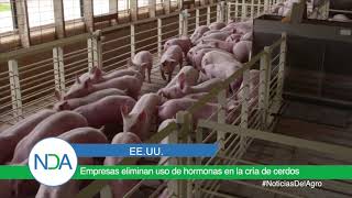 EE UU Empresas eliminan uso de hormonas en la cría de cerdos [upl. by Suhsoj]