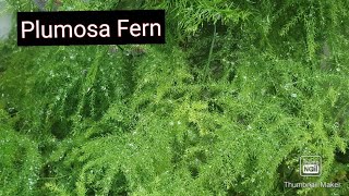 AsparagusPlumosa Fern Care for greenbushy and healthy plantUsed for indoor decoration [upl. by Amirak]