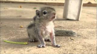 Indian Palm Squirrel juvenile [upl. by Marlea]