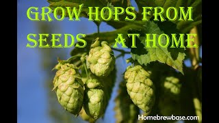 1 Growing Your Own Hops from Seeds for Your Homebrew Beer Home Grown Tips amp Tricks [upl. by Elleunamme]