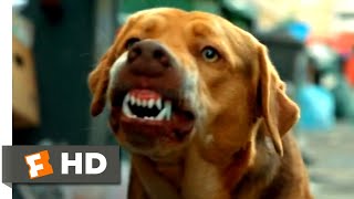 White God 2015  Chased by Dogs Scene 46  Movieclips [upl. by Terb]