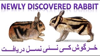 Newly Discovered Rabbitwith Eng subtitle Annamite Striped Rabbit Tiger Like Rabbit [upl. by Timofei]