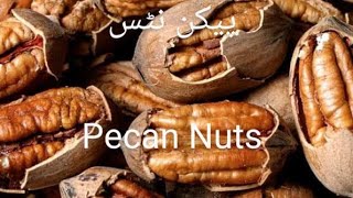 Pecan Nuts Harvesting 🥜🌱🌳پیکن نیٹس [upl. by Tirrag496]