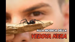 Alla ricerca della Vedova nera mediterranea Latrodectus tredecimguttatus [upl. by Grekin985]