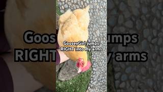 You Won’t Believe This Chicken GooseyGirl jumps RIGHT into my arms haha [upl. by Idell]