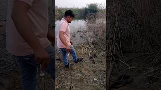 viralvideo snake cobrarescue ytshort cobra animals adventure [upl. by Ozmo]