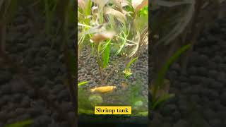 Yellow colour shrimp breeding tankshrimpbreeding shrotsfeed viralshortvideo [upl. by Edas]