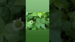 Fourleaf clover and clover flowerClover Collection210619 f04 [upl. by Smiley]