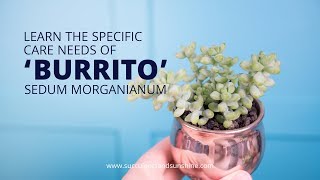 Learn how to care for your Sedum morganianum ‘Burrito [upl. by Arnaldo]