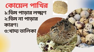 কোয়েল পাখি ডিম পাড়ার লক্ষণ ও ডিম না পড়ার কারণ । Quail egg laying symptoms and food list [upl. by Assenad8]