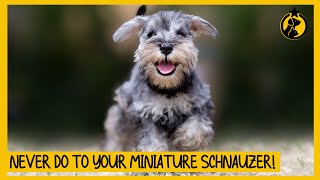 5 Things You Must Never Do to Your Miniature Schnauzer [upl. by Sulamith]