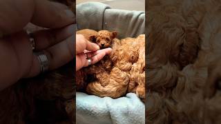 Weaning 4week old Toy Poodles poodle puppy shorts viralvideo poodlebreeder [upl. by Walton]