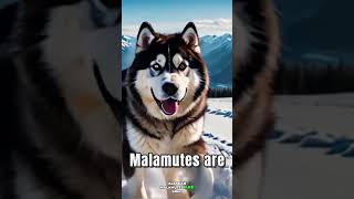 Top 7 Most Dangerous Dog Breeds Unleashing the Power of Alaskan Malamutes Top 2 Facts [upl. by Sarette603]