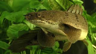 Secrets of the Polypterus [upl. by Ynoyrb]