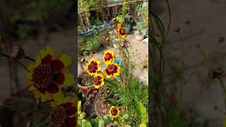 coreopsis flower trending flowers coreopsis viralvideo [upl. by Ruhtua226]