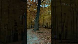 ASMR Rustling leaves underfoot sound effect [upl. by Yuria]