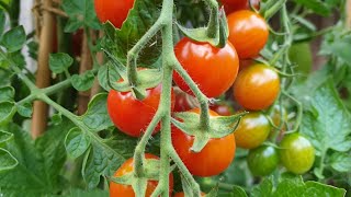 Solanum lycopersicum  Cherry tomato quotSweet Millionquot [upl. by Lanie]