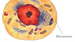 Cell Organelles [upl. by Arlan218]