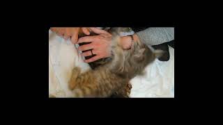 small animal massage  CH kittens [upl. by Reteid]