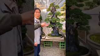 Tác phẩm bonsai ôm đá tunglahan bonsai caycanh bonsaitree [upl. by Zohara591]