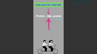 Enzyme shorts ytshortsindia youtubeshorts enzymes science biology pritiduhanofficial like [upl. by Sucramal754]