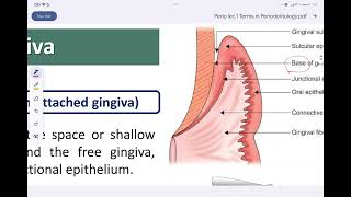 periodontology lec 2 terms in periodontology and the gingiva مرحلة رابعة طب اسنان [upl. by Nagam753]